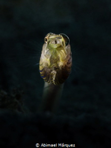 Pike Blenny by Abimael Márquez 